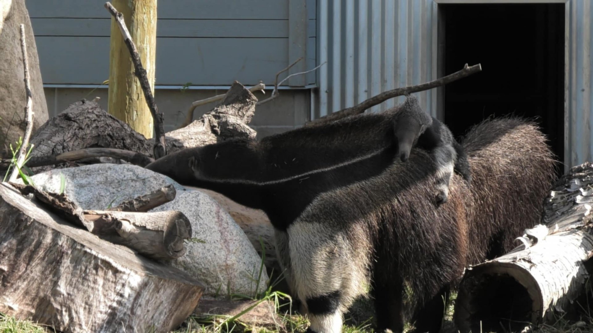 Giant anteater pup again