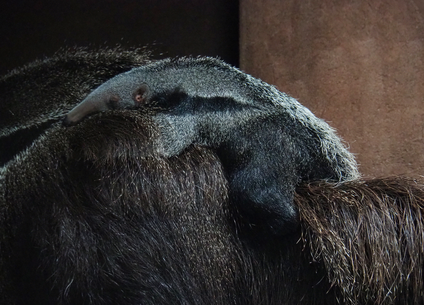Giant anteater pup (Myrmecophaga tridactyla), 2019-07-21