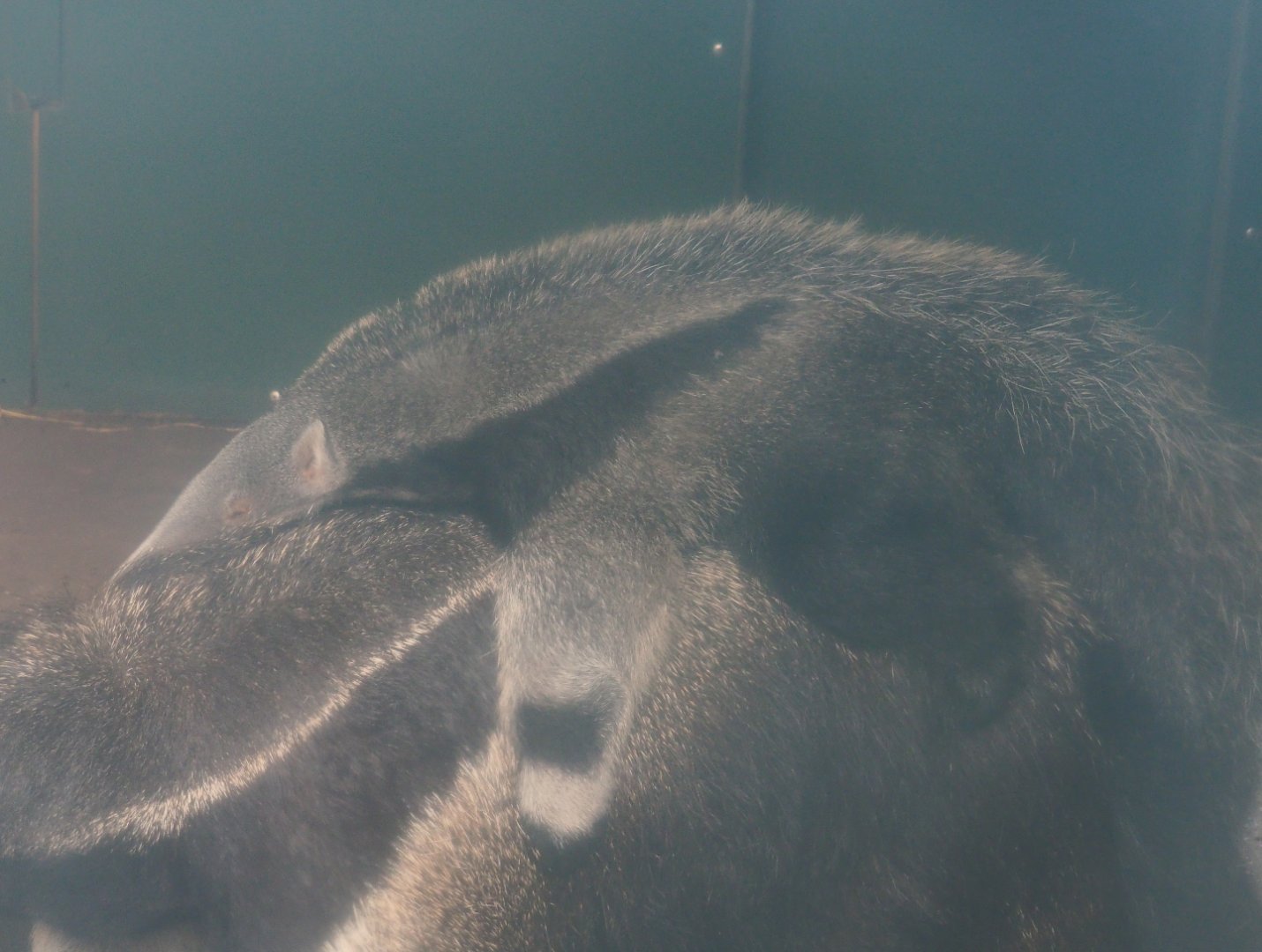 Giant anteater pup (Myrmecophaga tridactyla), 2019-08-11