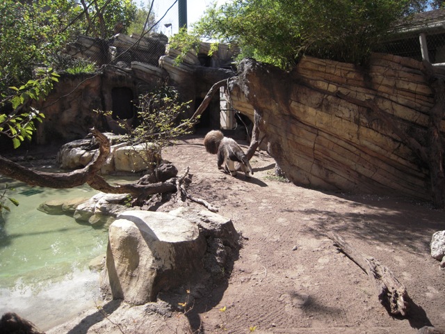 Giant Anteater - Range of Jaguar