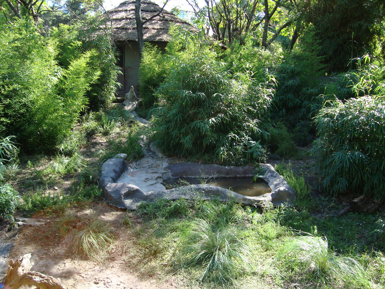 Giant Anteater´s exhibit