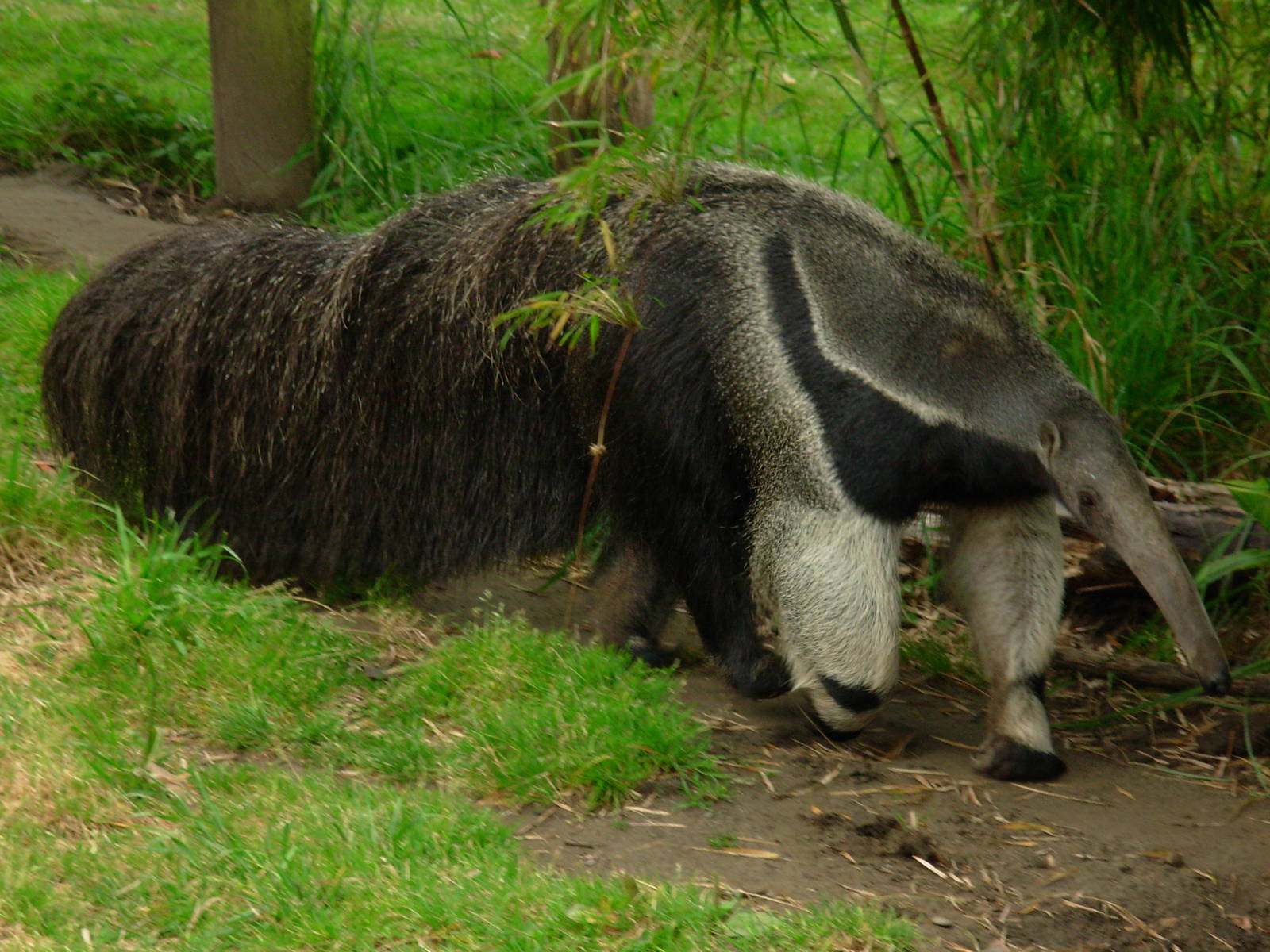 Giant Anteater - San Francisco Zoo