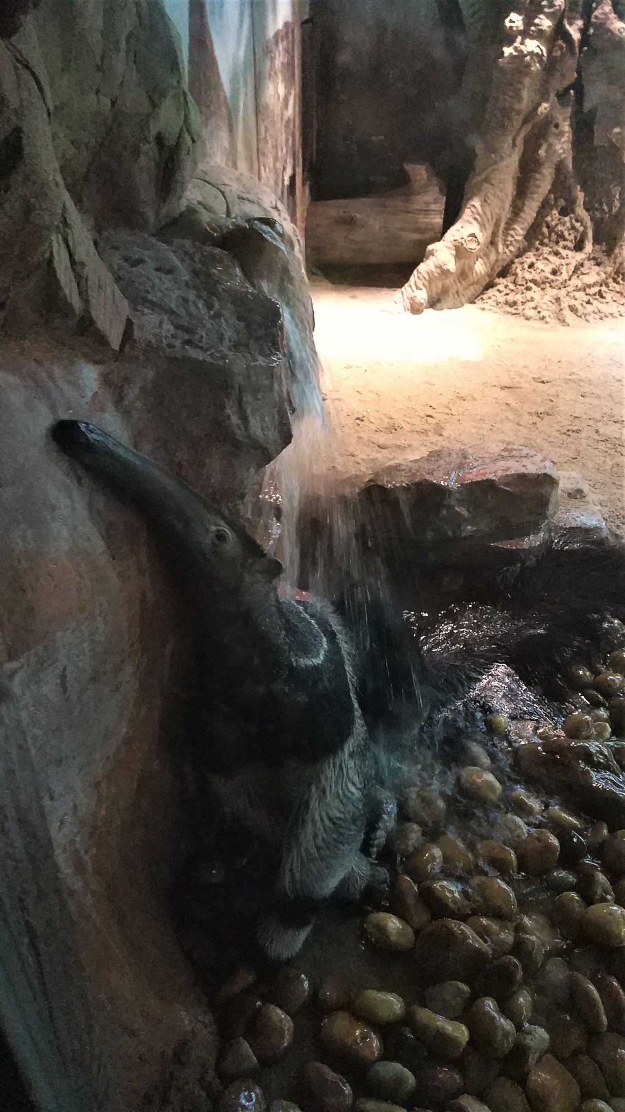 Giant Anteater Shower