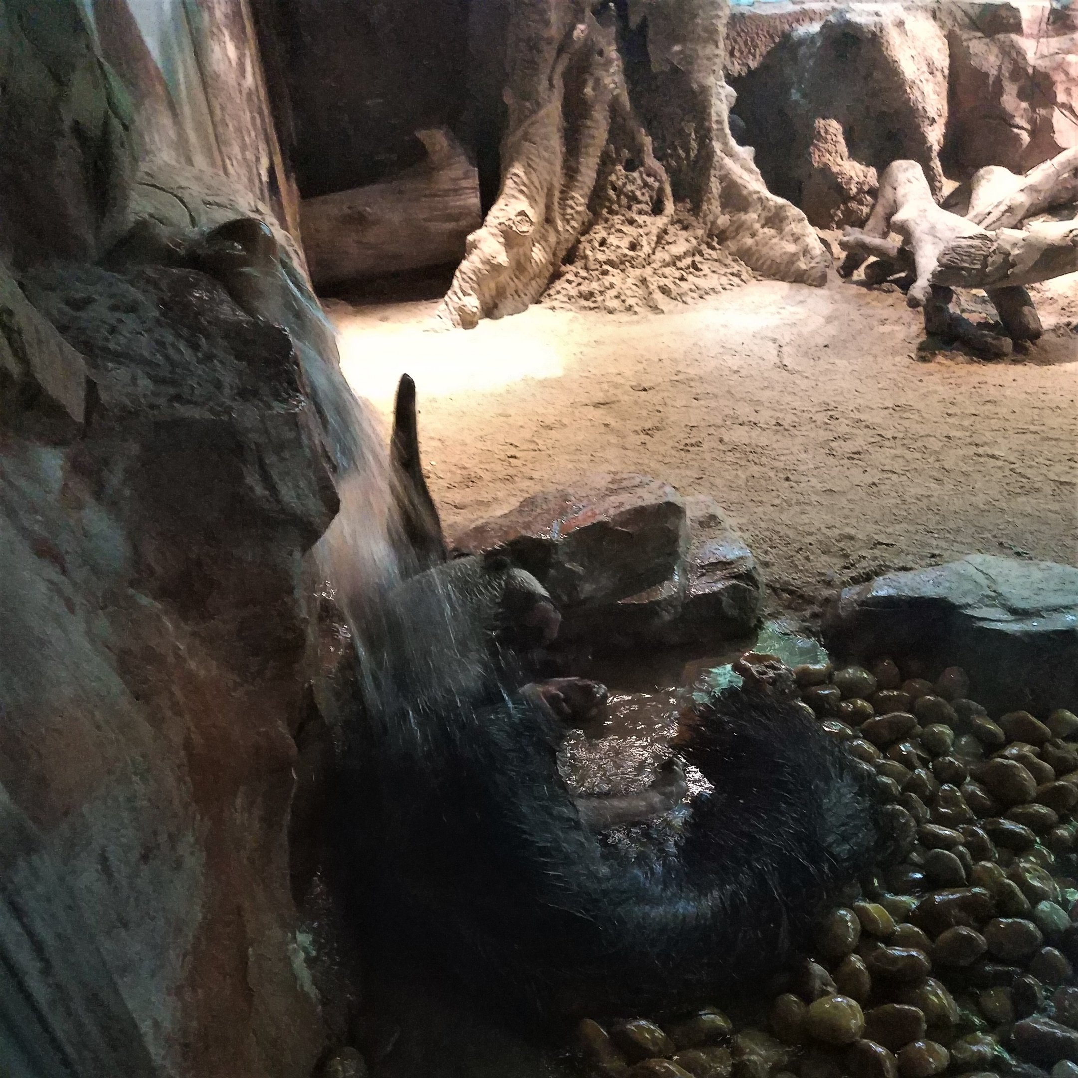 Giant Anteater Shower