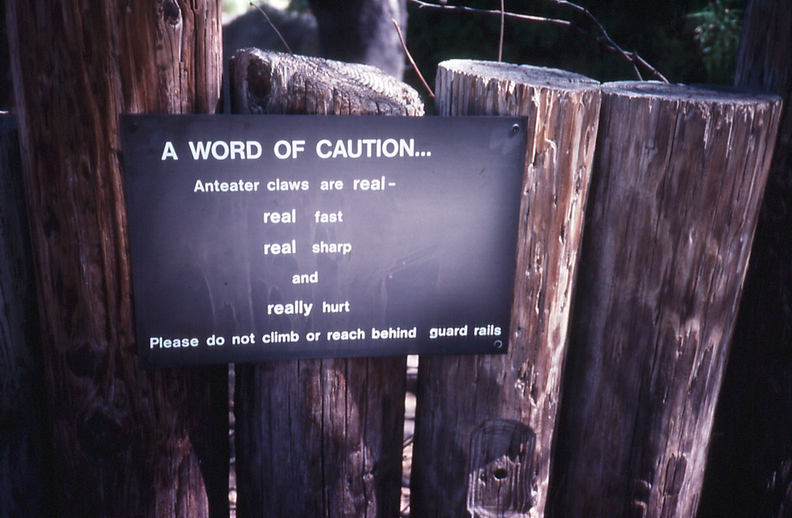 Giant Anteater Sign - 1988