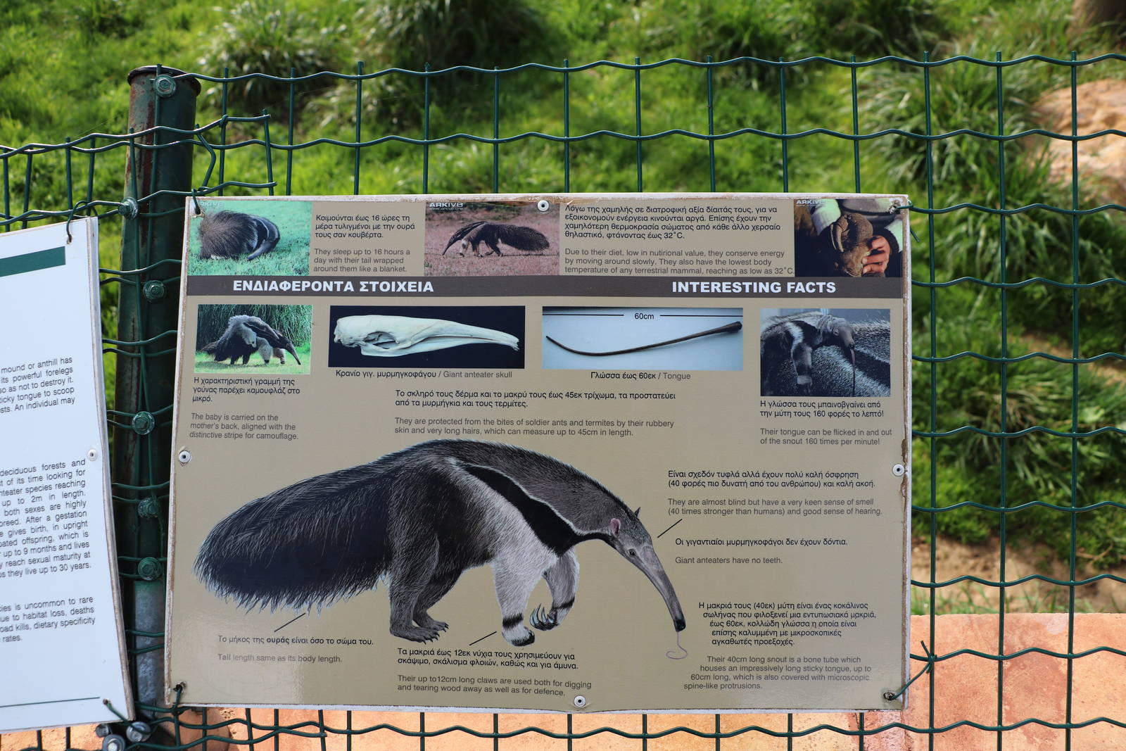 Giant anteater sign, February 2016