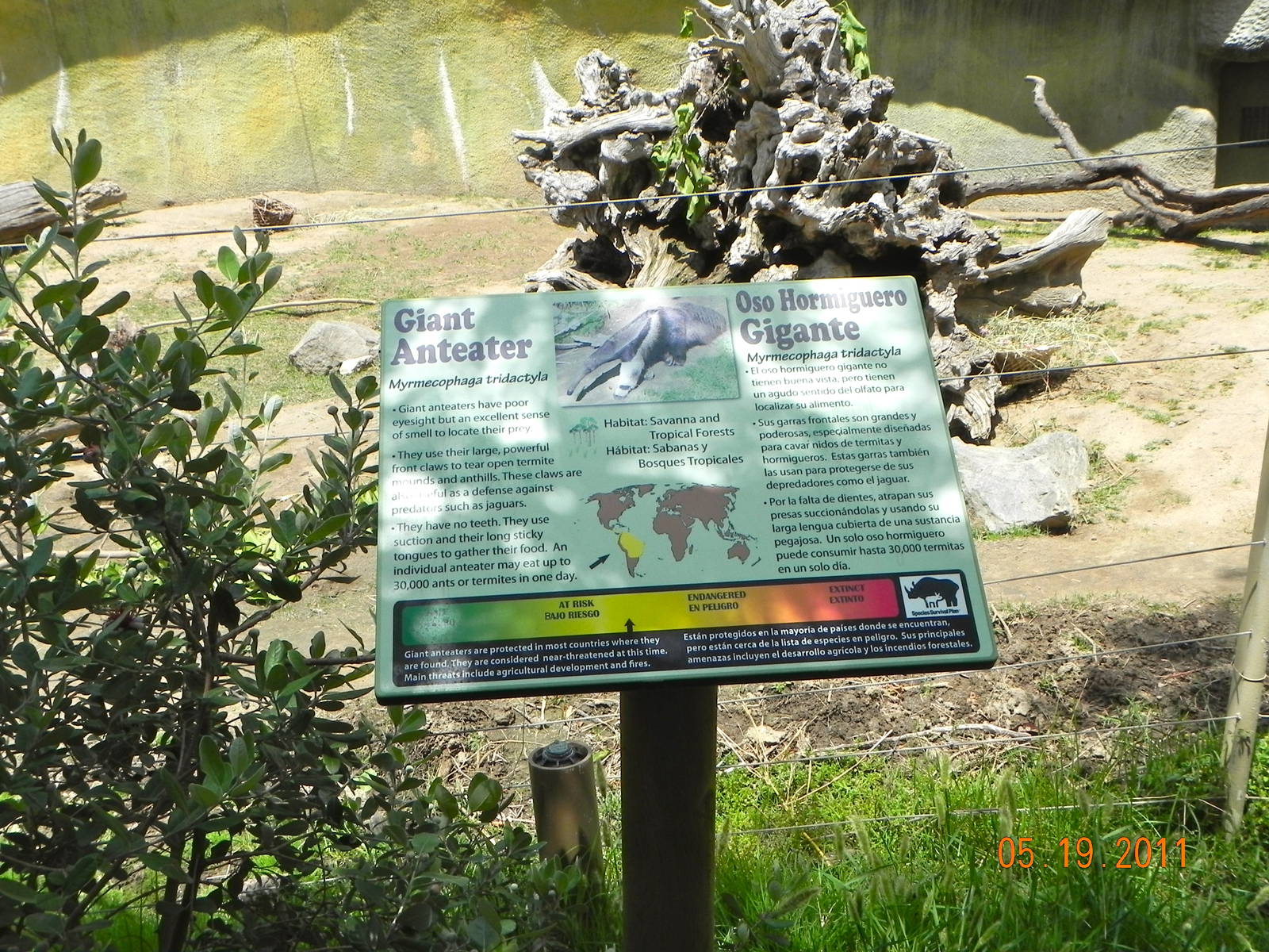 Giant anteater sign
