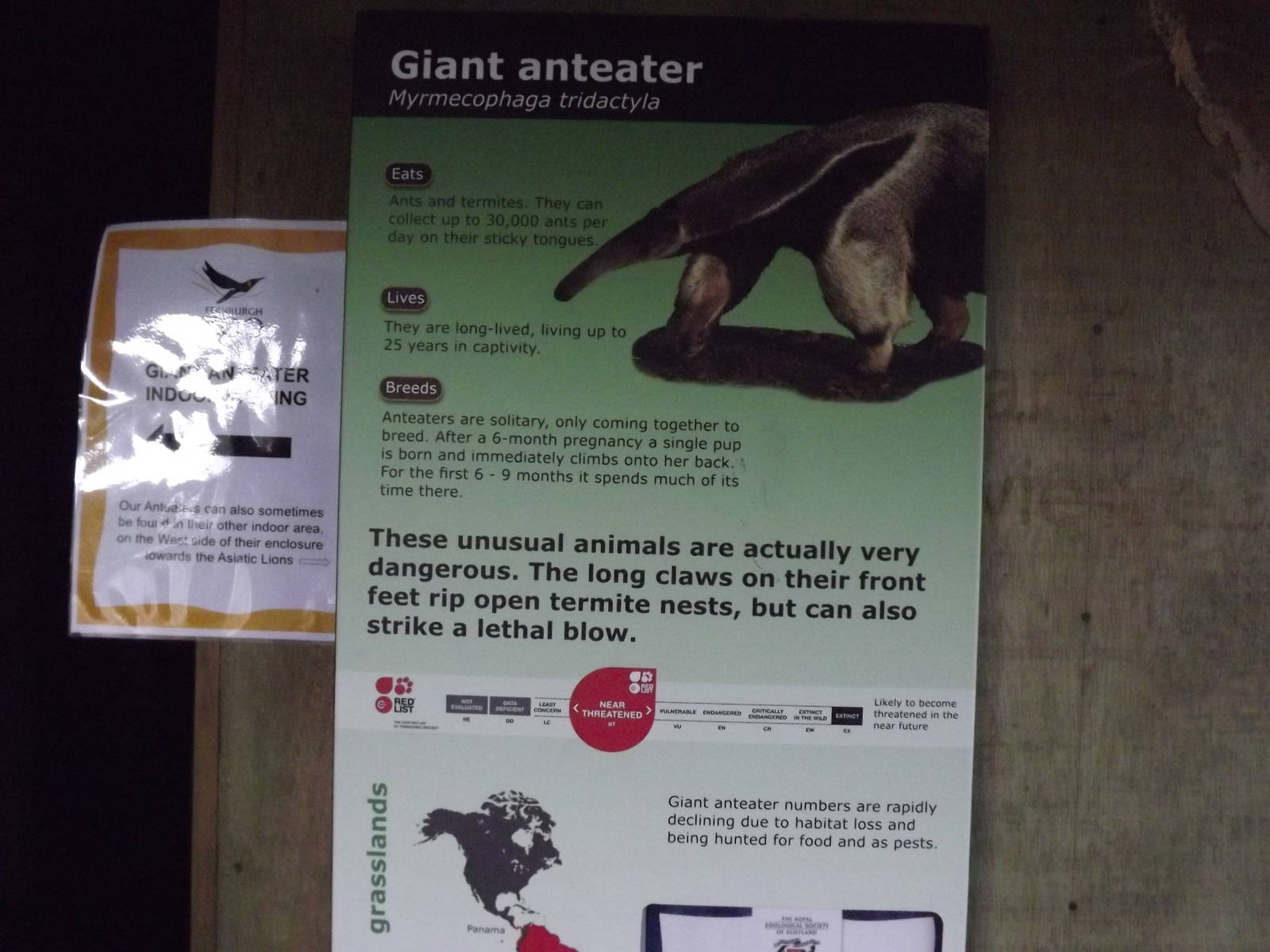 Giant anteater signage at Edinburgh Zoo 28/12/11