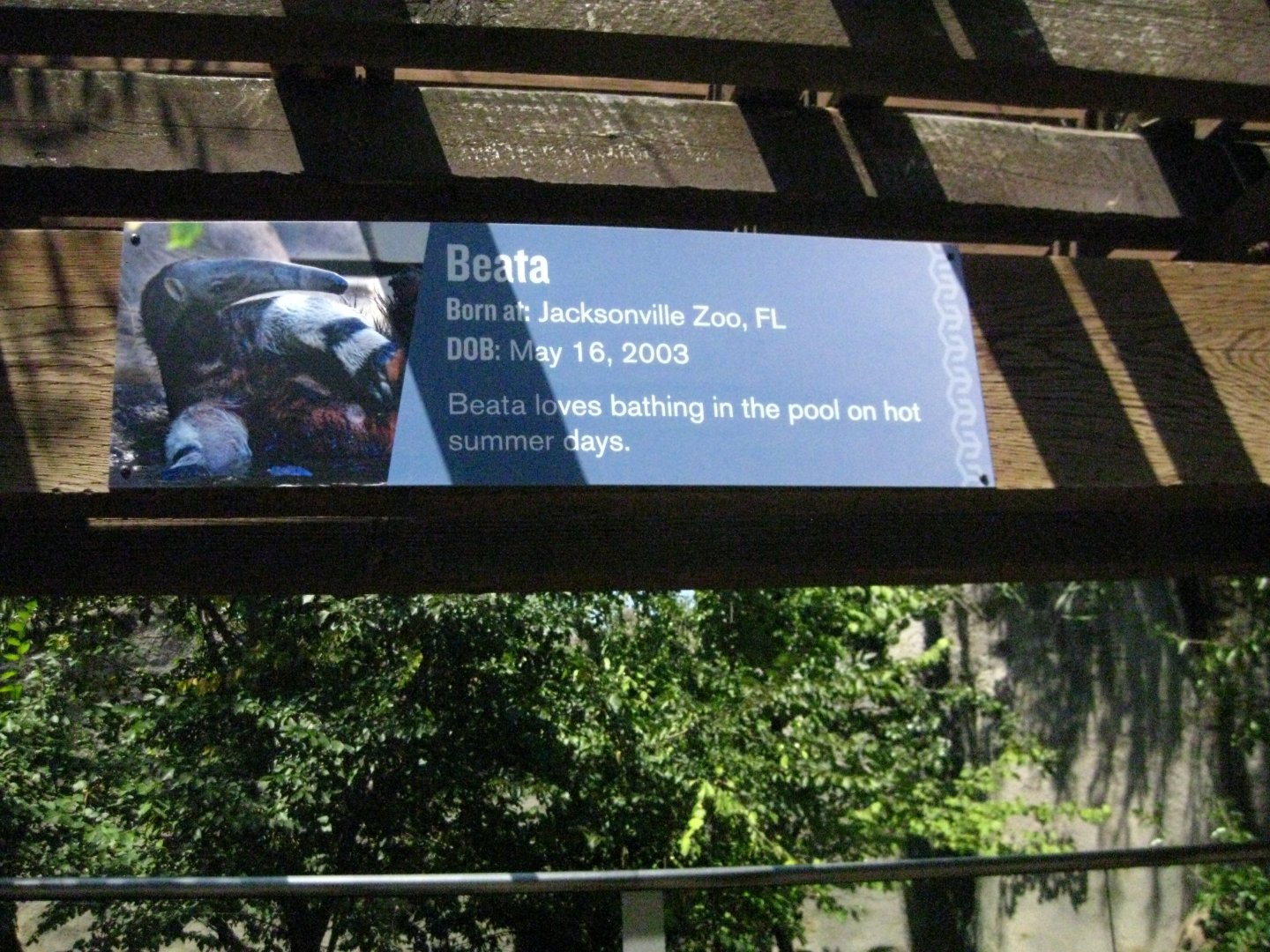 Giant Anteater Signage
