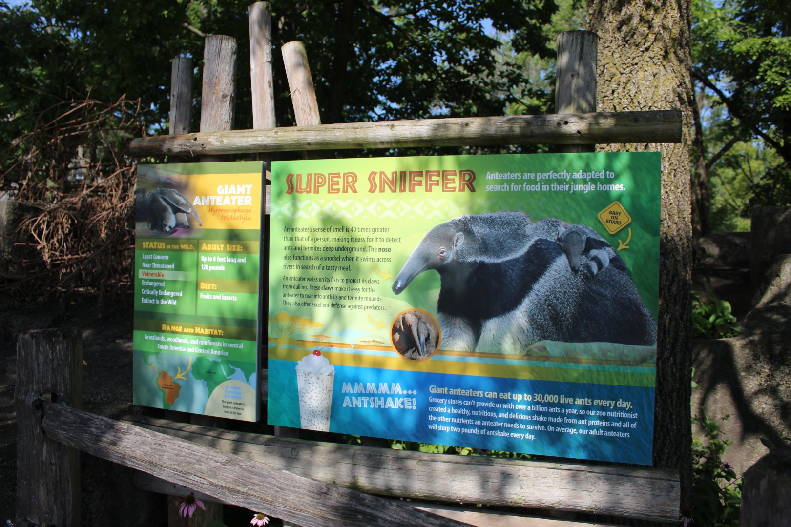 Giant Anteater Signage