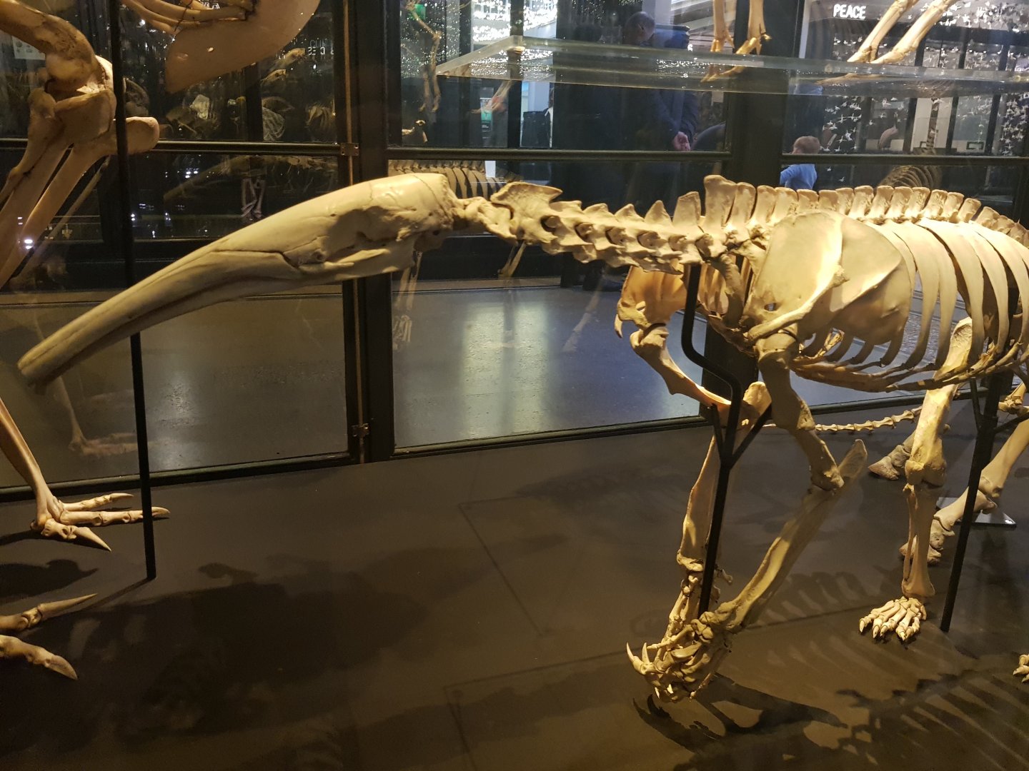 Giant Anteater Skeleton