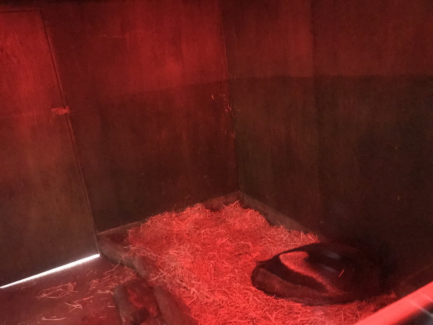 Giant anteater sleeping