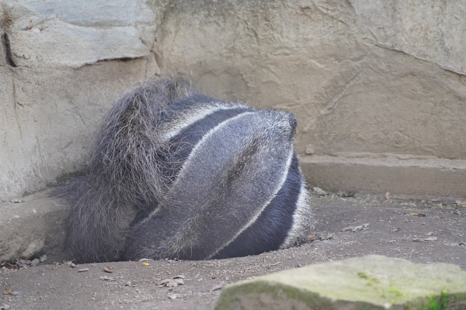 Giant anteater sleeping
