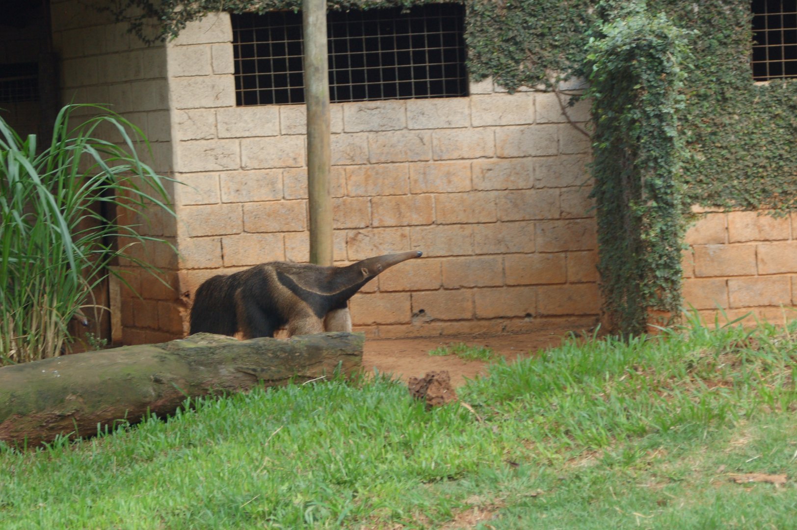 Giant anteater smelling its surroundings