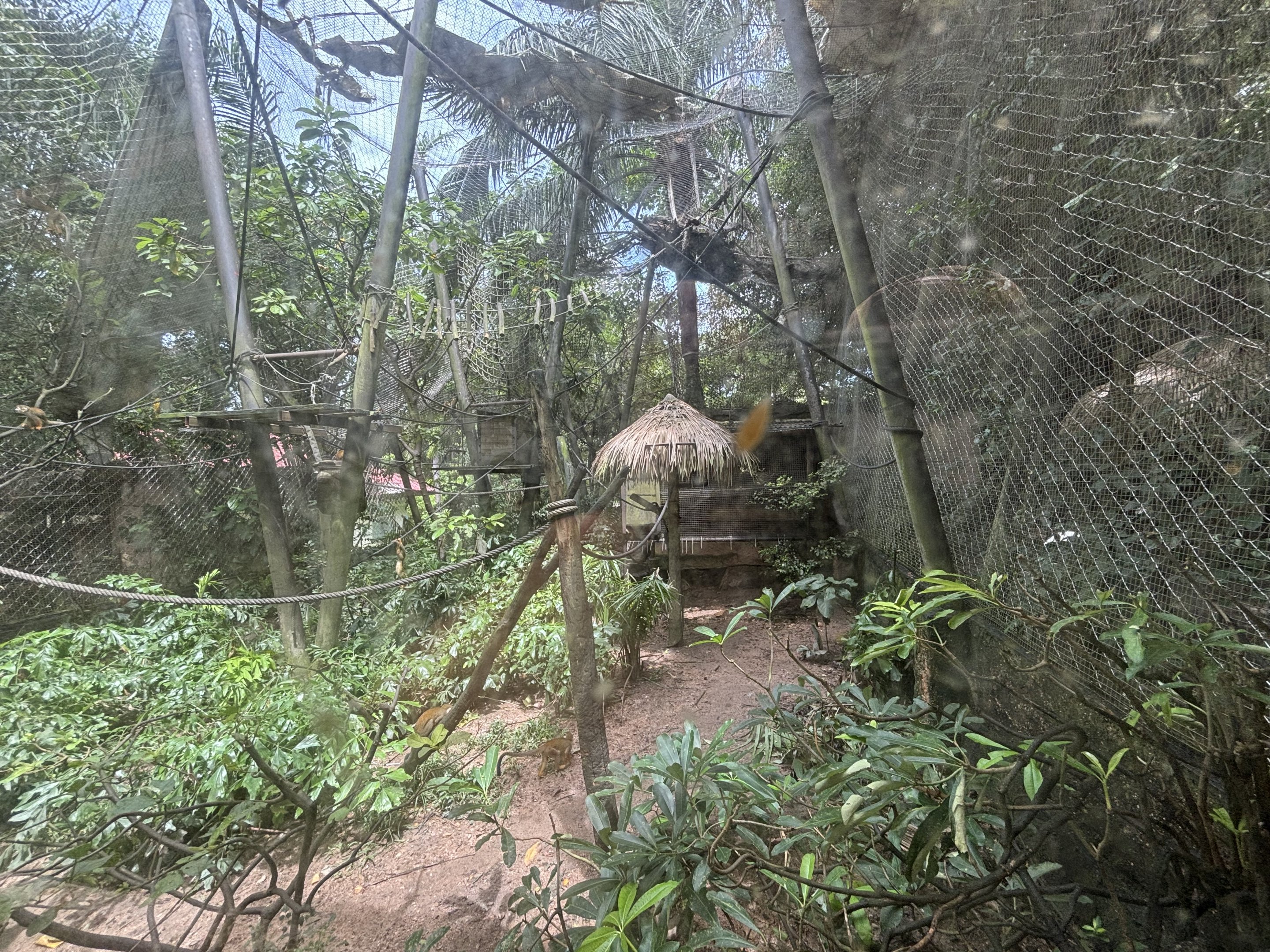 Giant Anteater + Squirrel Monkey Exhibit