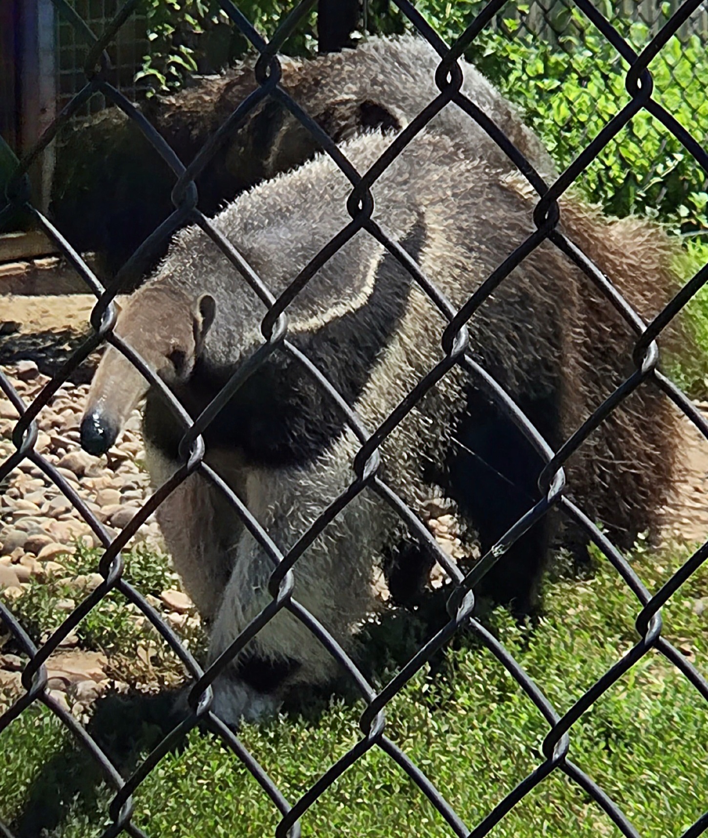 Giant Anteater - Tanganyika Wildlife Park