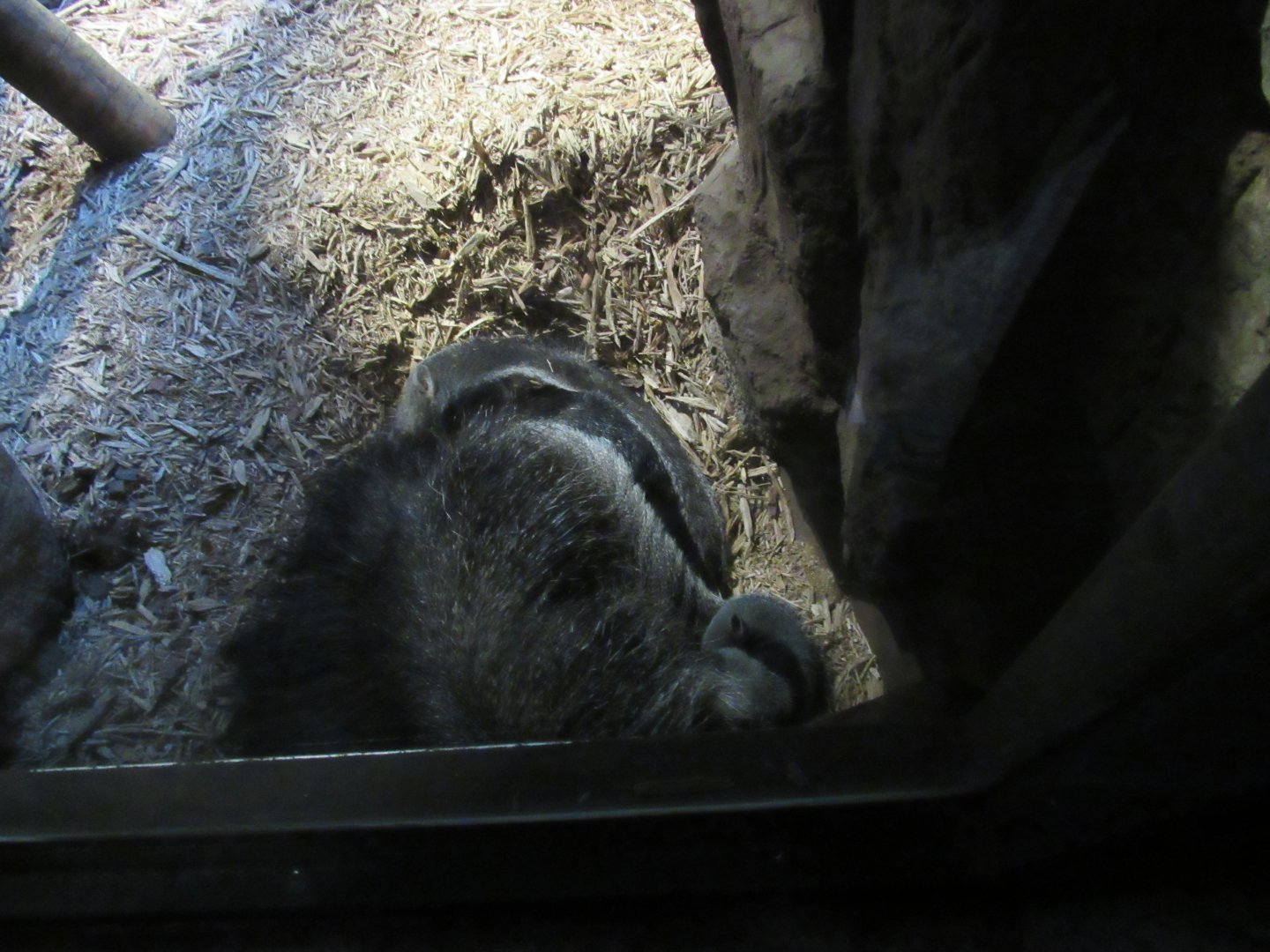 Giant Anteater, The RainForest, Cleveland Metroparks Zoo