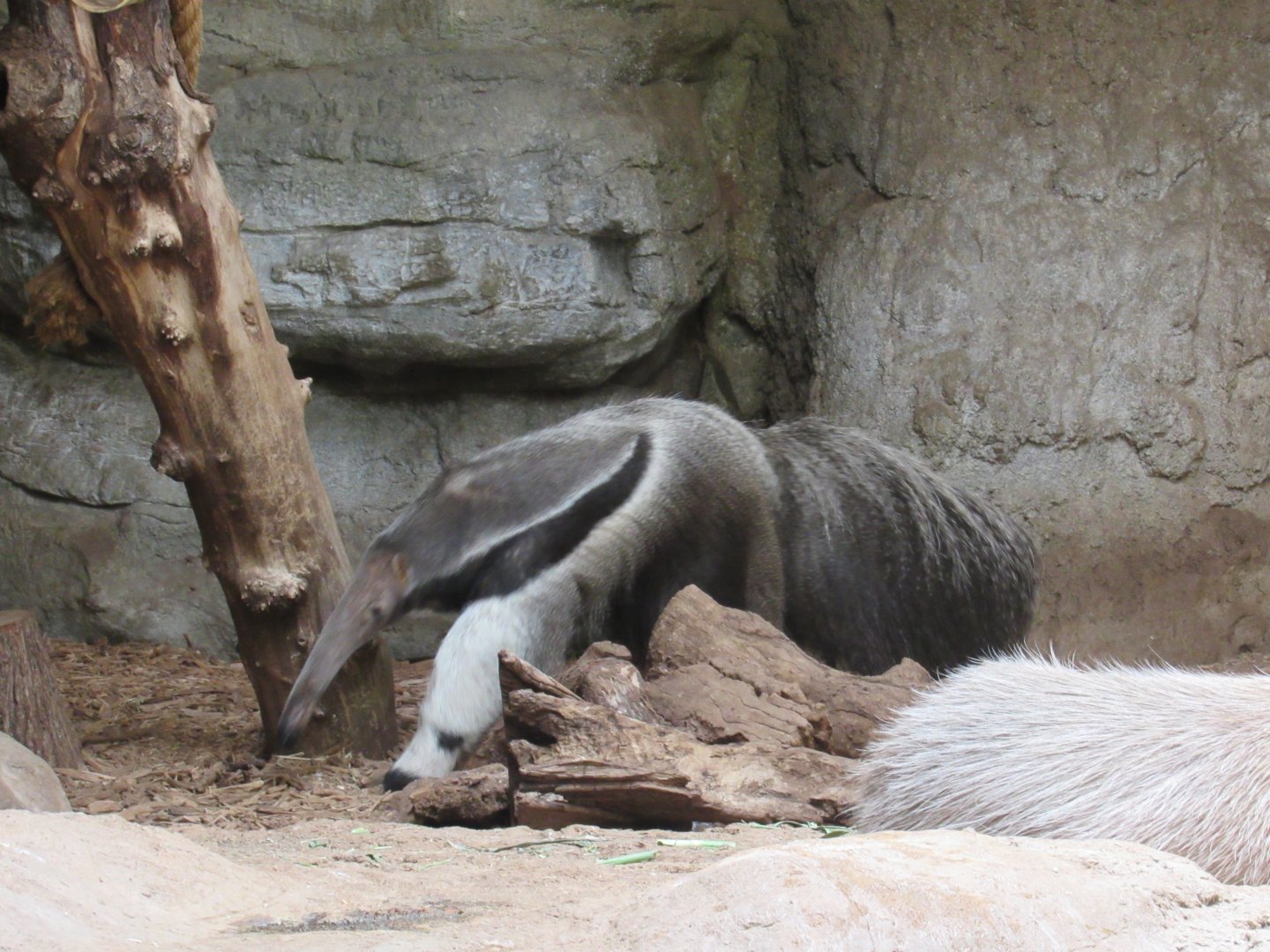 Giant Anteater, The RainForest, Cleveland Metroparks Zoo