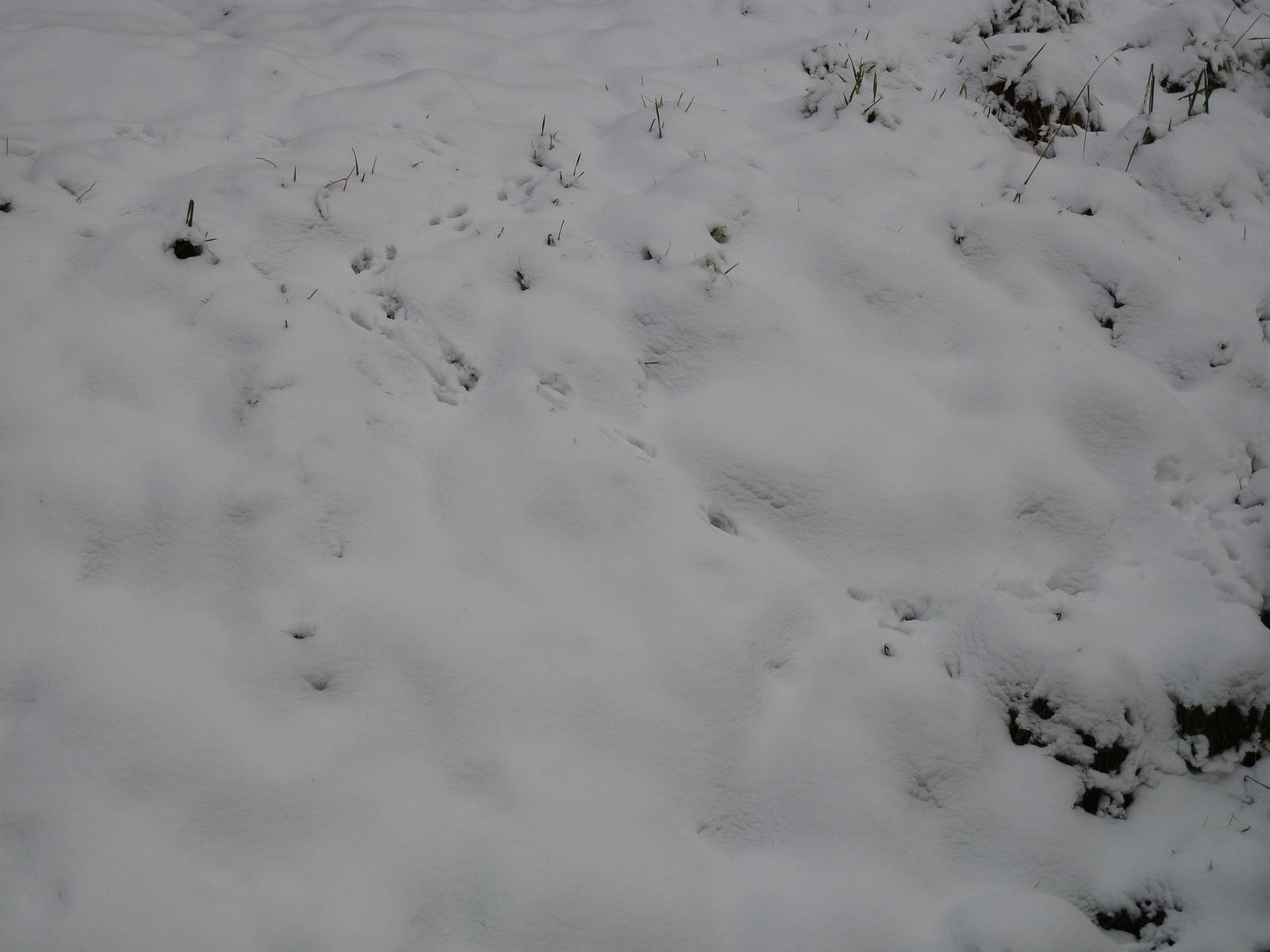 Giant anteater tracks