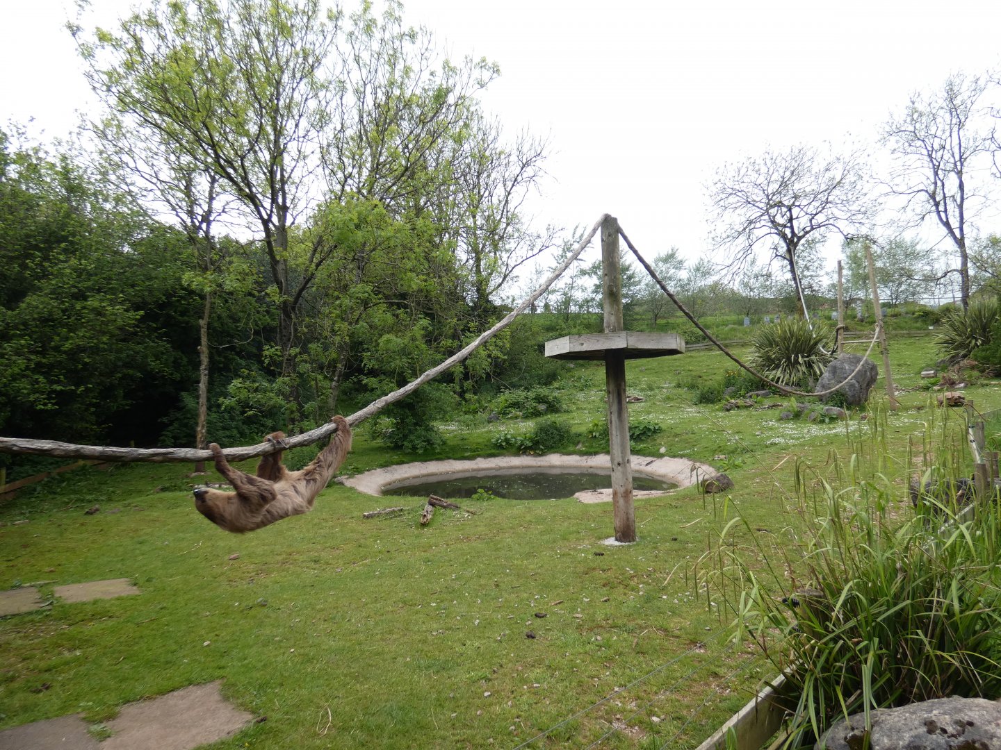Giant anteater, two-toed sloth and African spurred tortoise outdoor enclosure