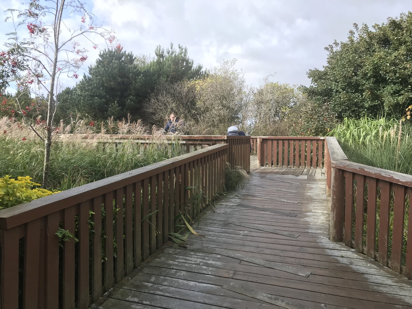 Giant anteater viewing deck