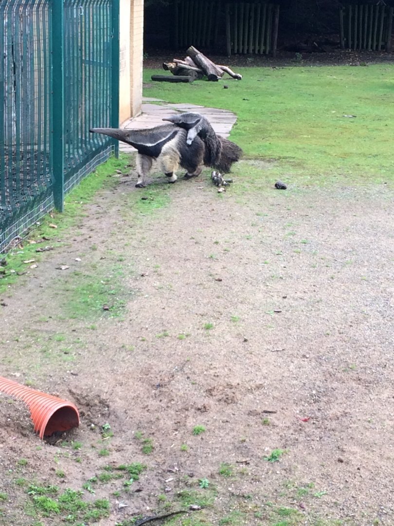 Giant Anteater with baby
