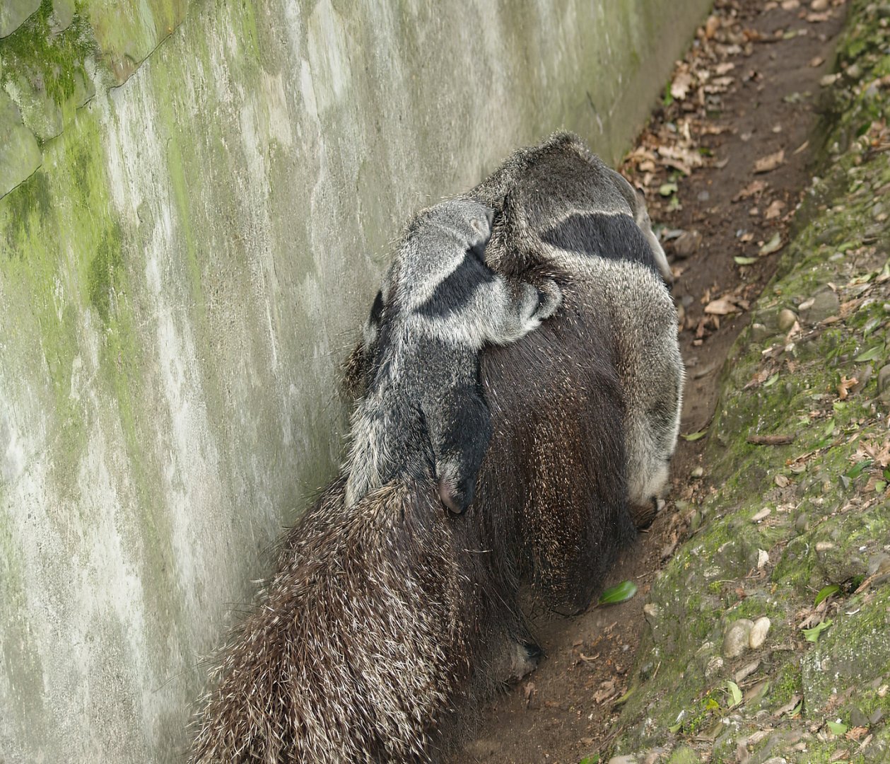 Giant anteater with pup (Myrmecophaga tridactyla), 2006-05-01