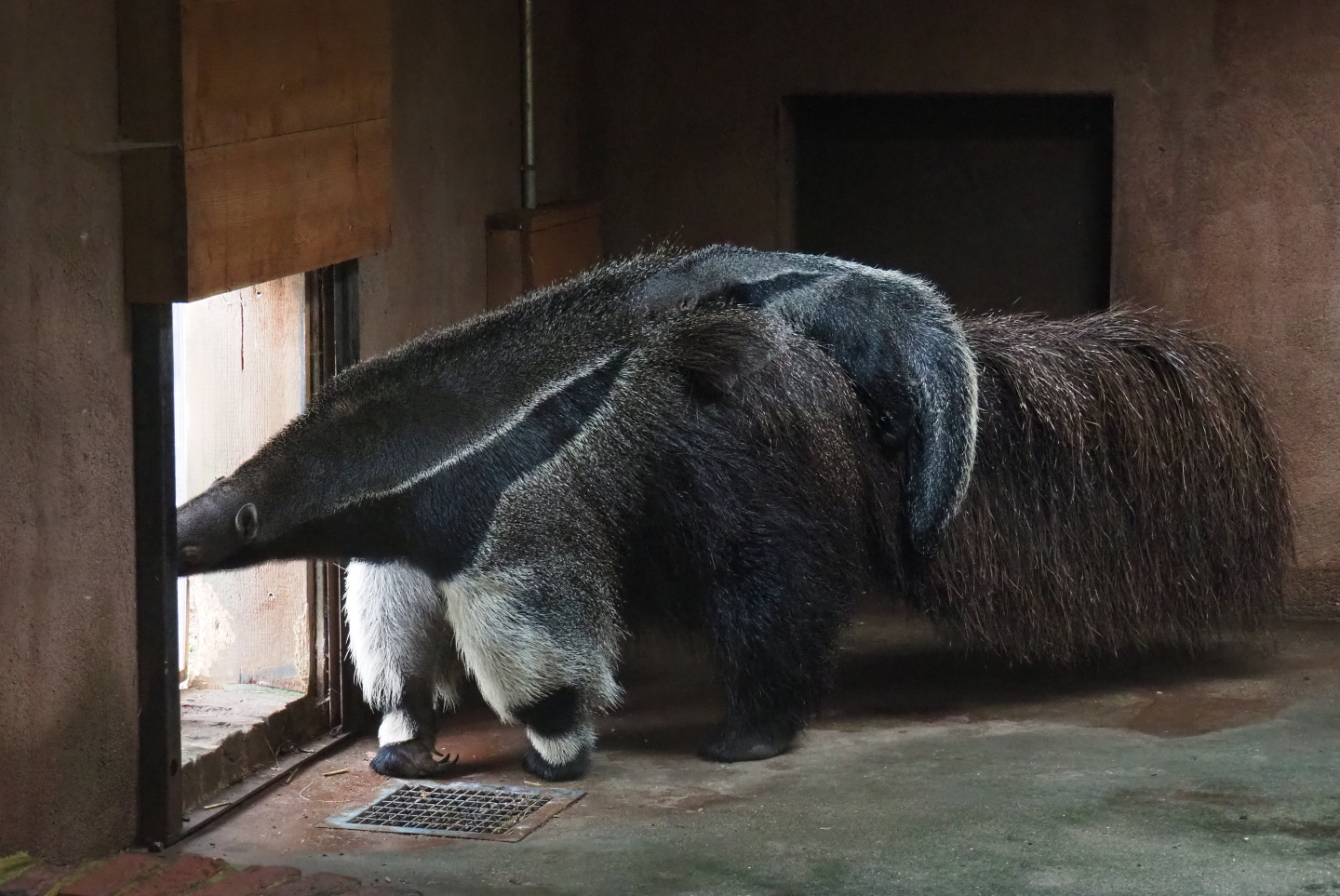 Giant anteater with pup (Myrmecophaga tridactyla), 2019-07-21