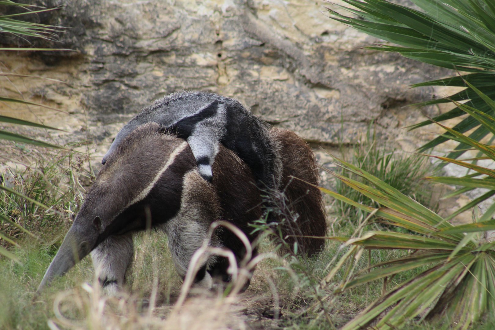 Giant Anteater With Young