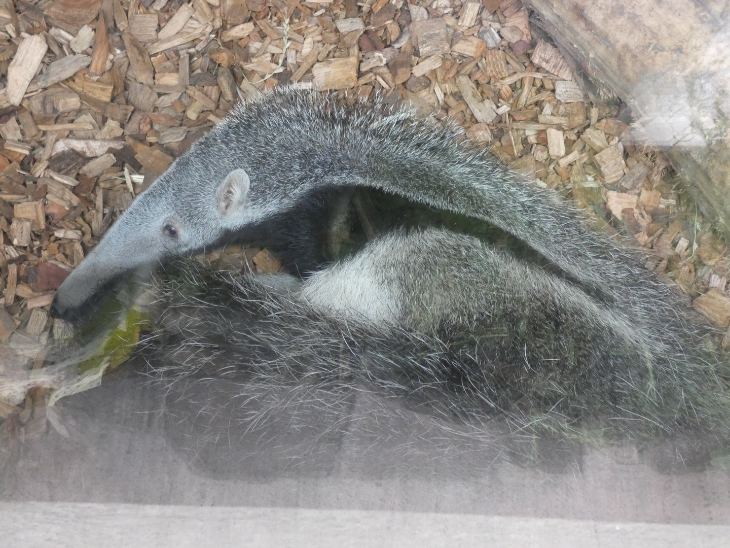 Giant anteater young