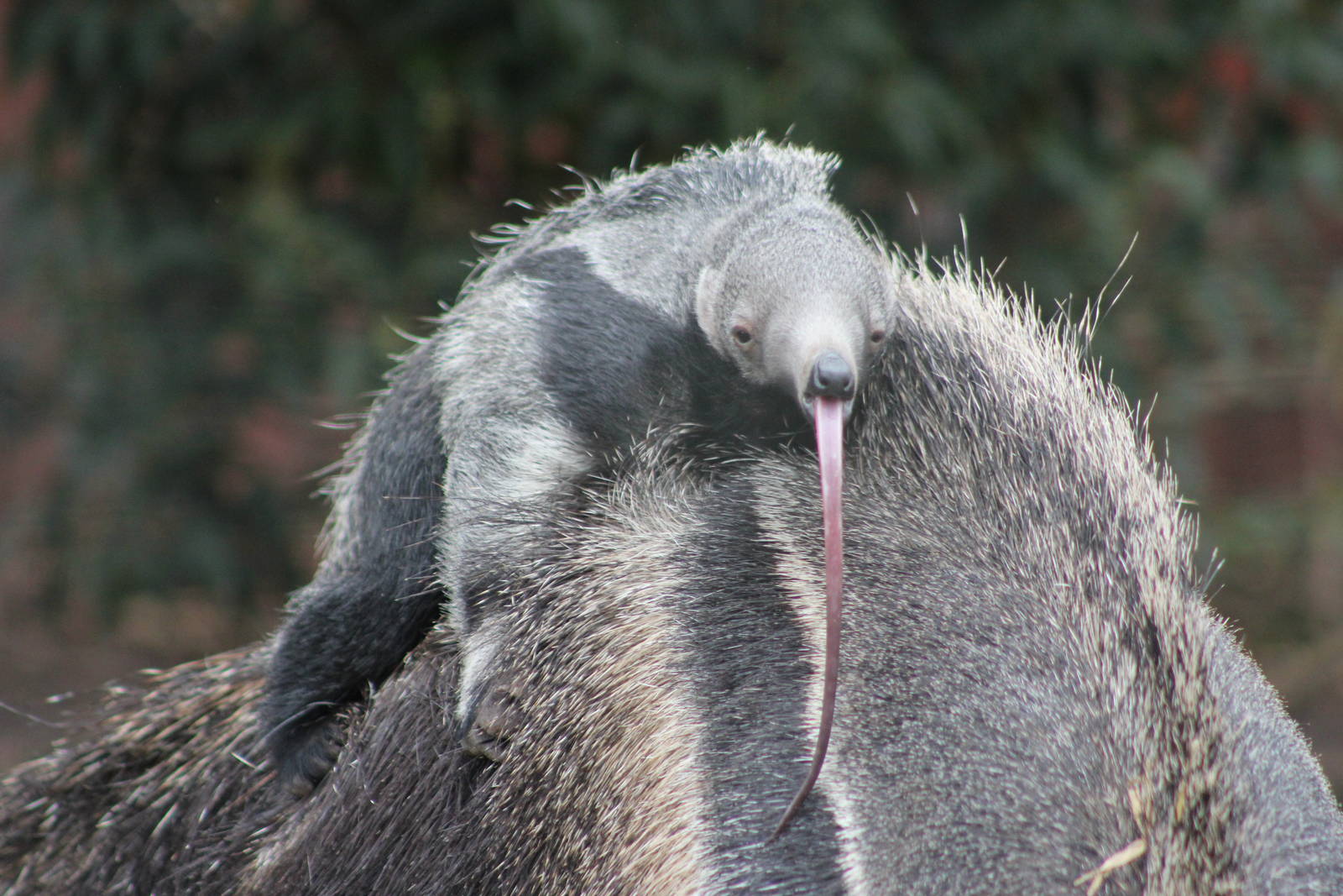 Giant anteater youngster