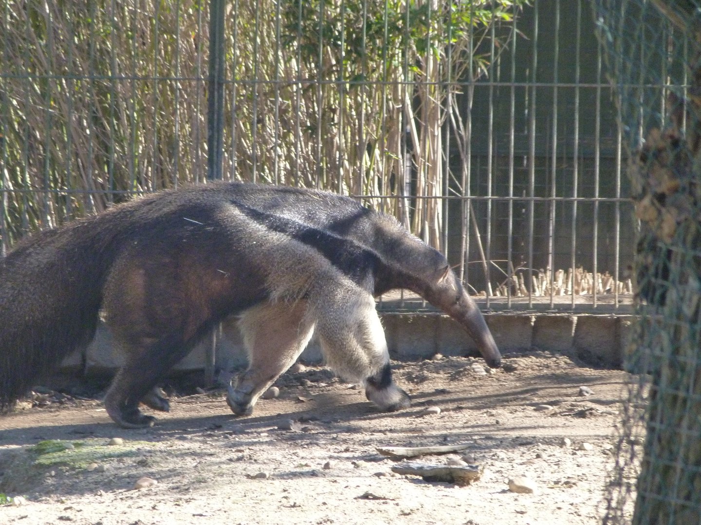 Giant anteater -Zoo Aquarium de Madrid (2025)