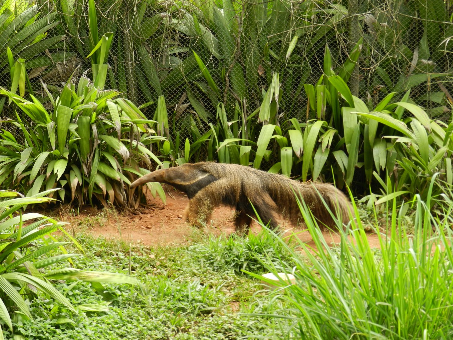 Giant anteater - Zoo São Paulo