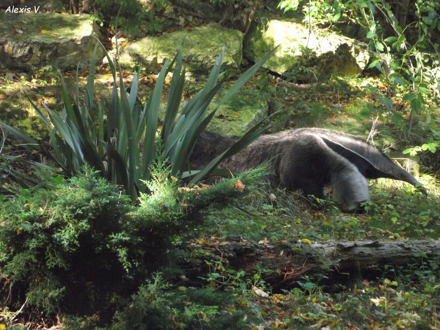 Giant Anteater - Zooparc de Beauval - 10/2021
