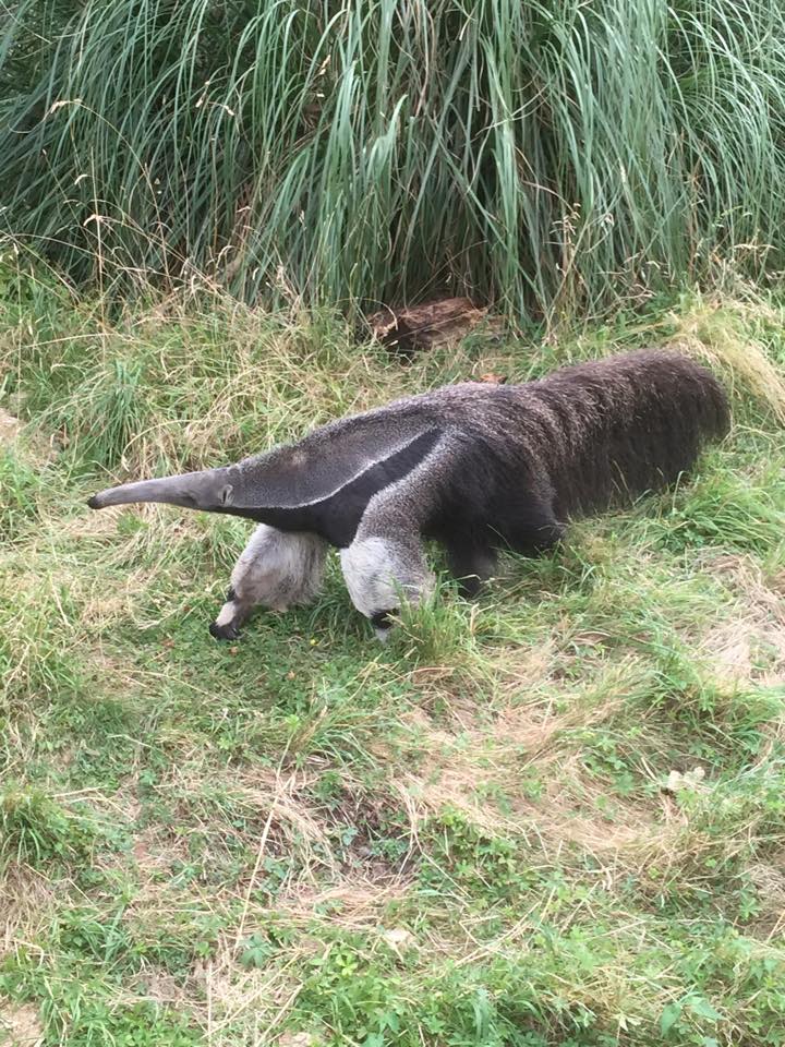 Giant Anteater - ZSL London Zoo - 2/8/16