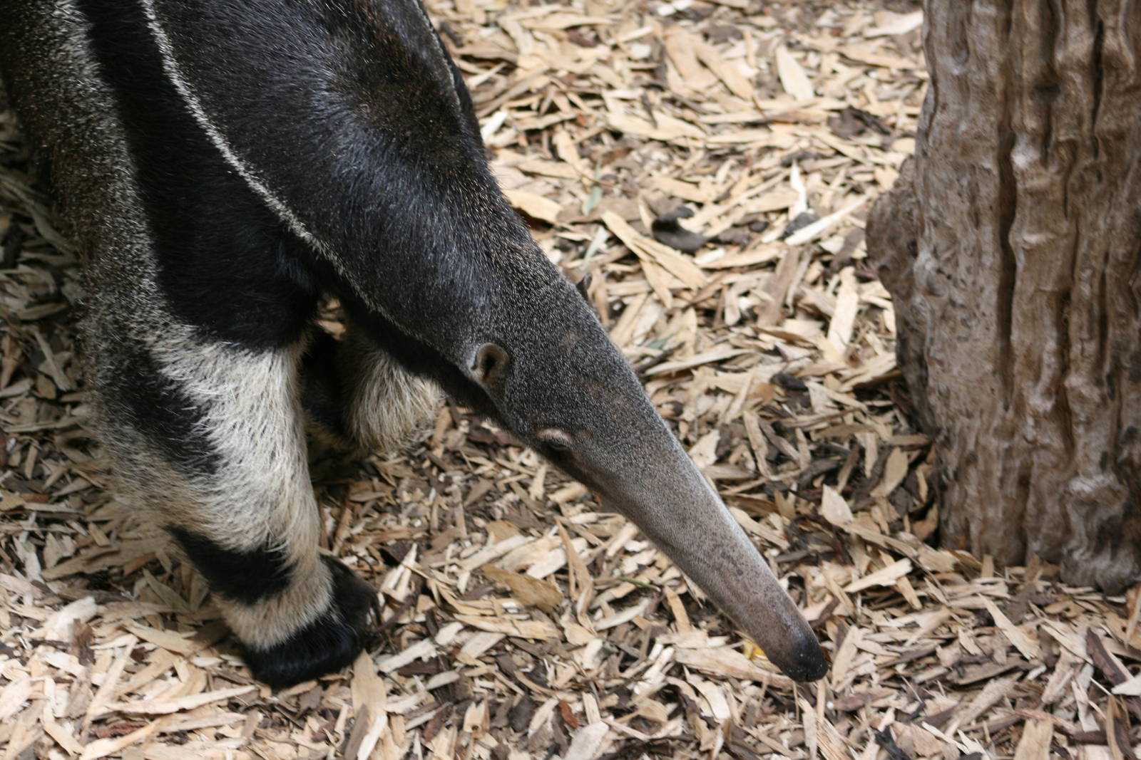Giant anteater
