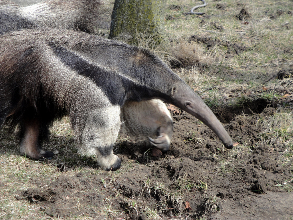 Giant Anteater