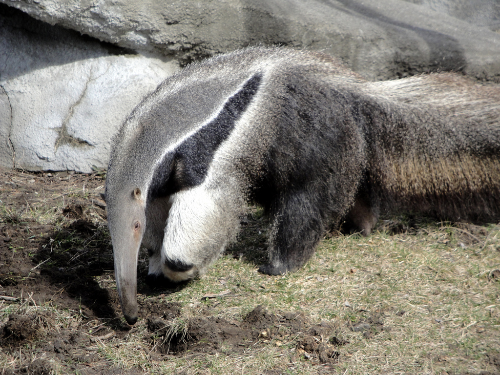 Giant Anteater