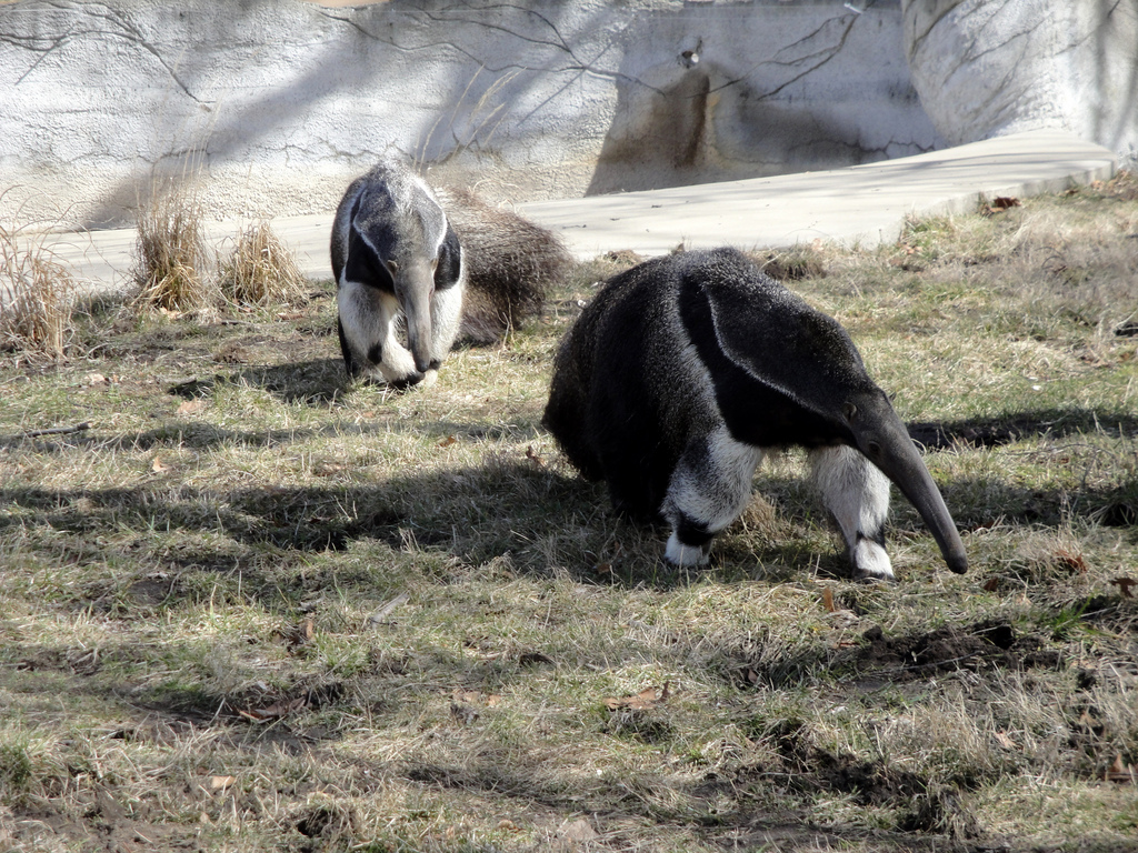 Giant Anteater