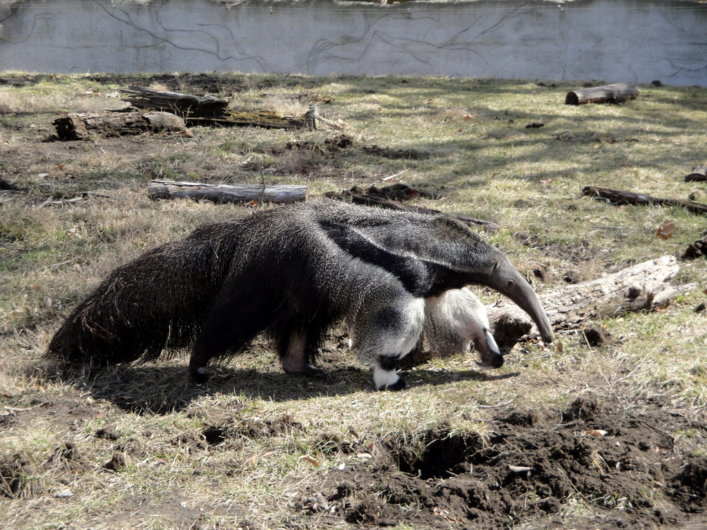 Giant Anteater