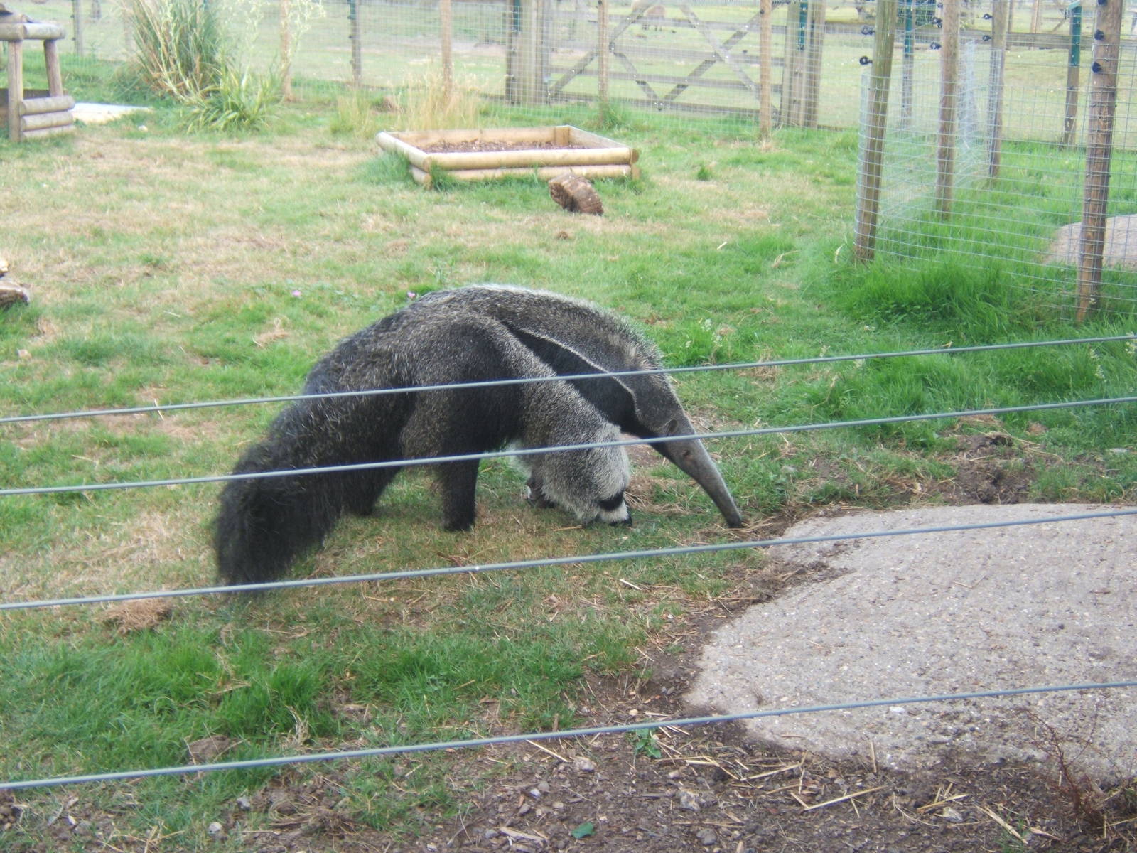 Giant Anteater