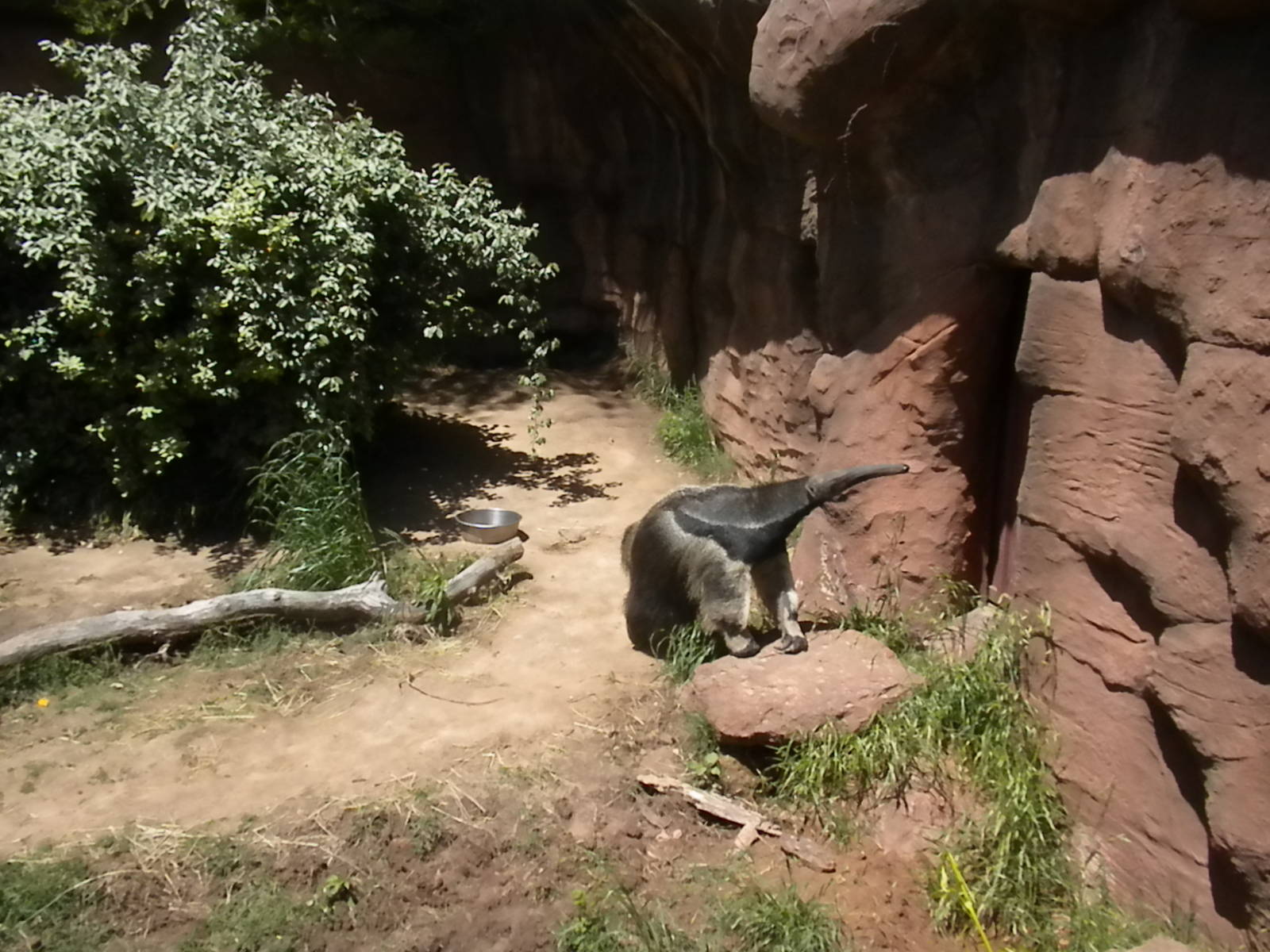 Giant Anteater