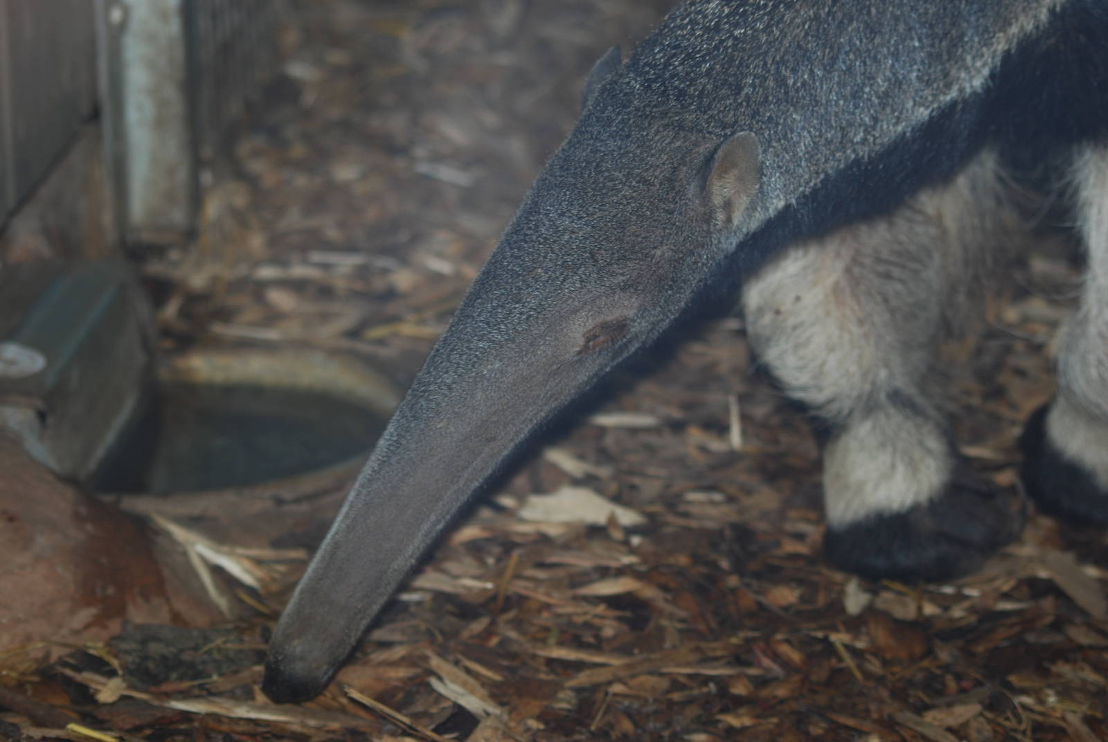 Giant anteater