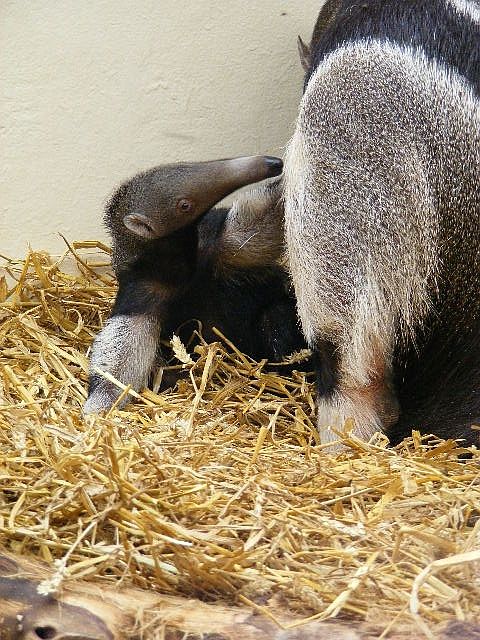 Giant Anteater