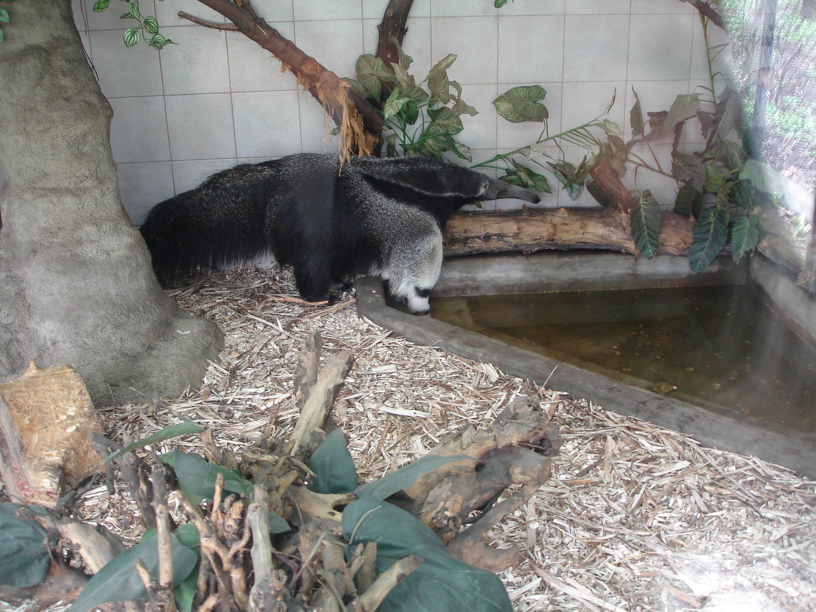 Giant Anteater