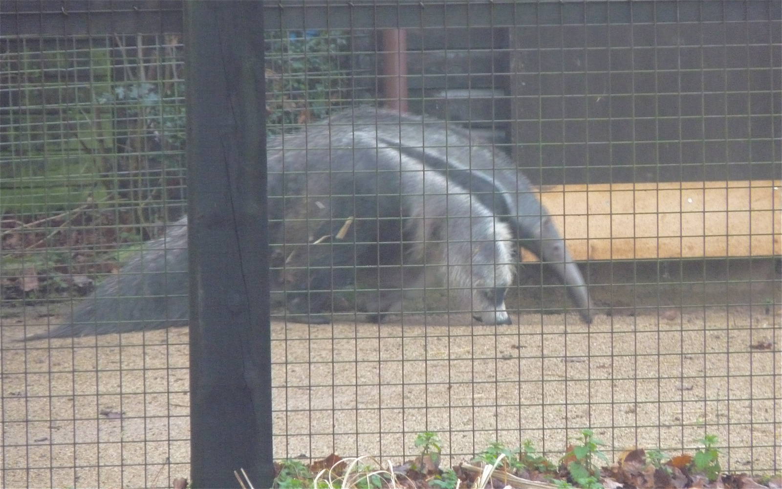 Giant Anteater