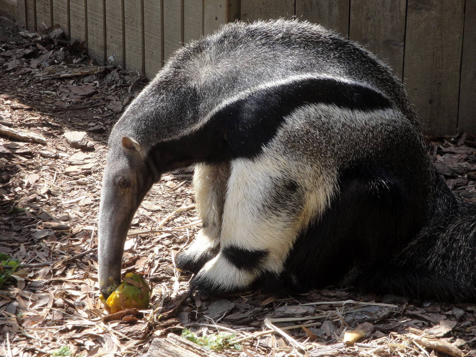Giant Anteater