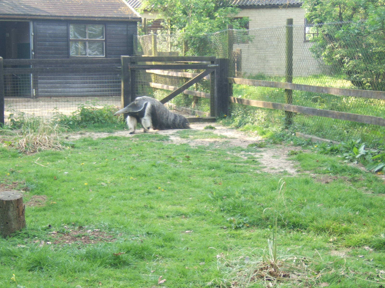 Giant Anteater