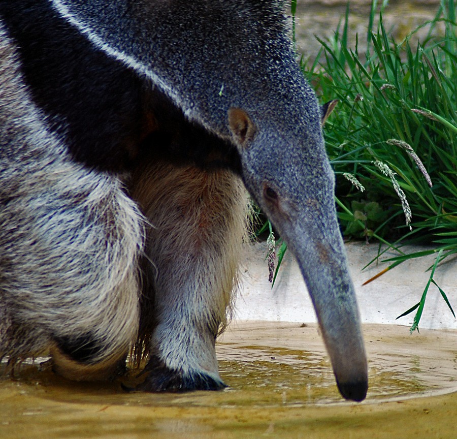 Giant Anteater
