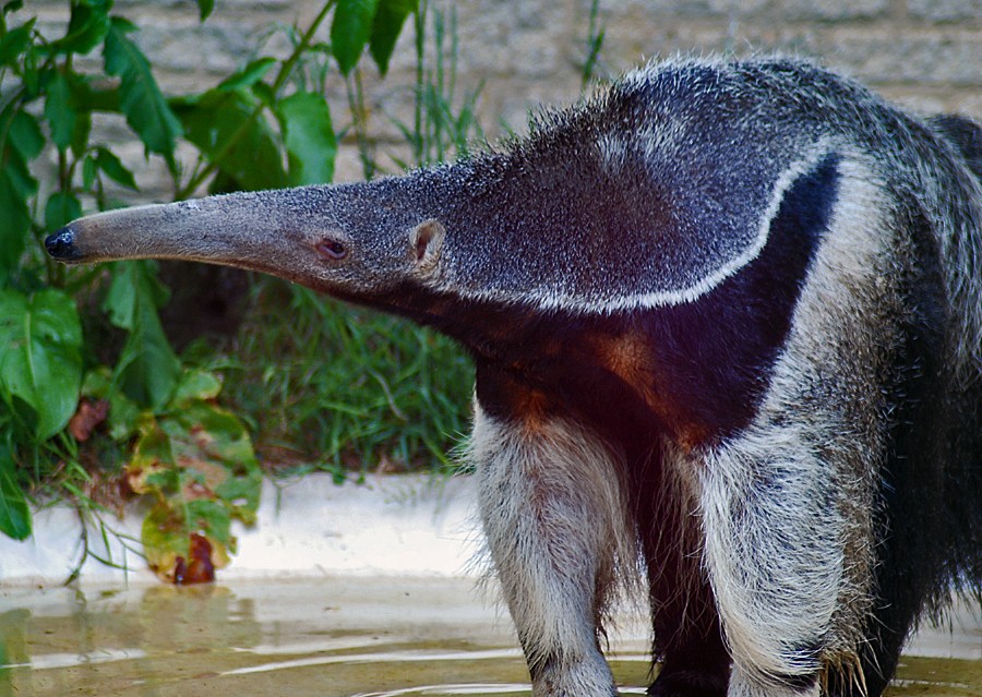 Giant Anteater